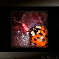 dailyPhoto11